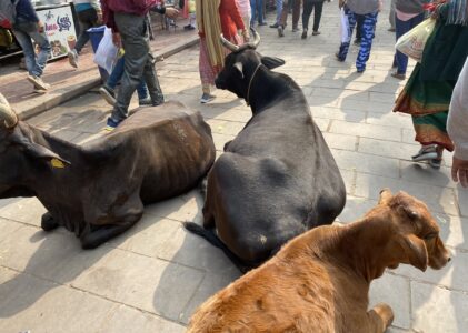 インド一人旅で気づいたインドの魅力