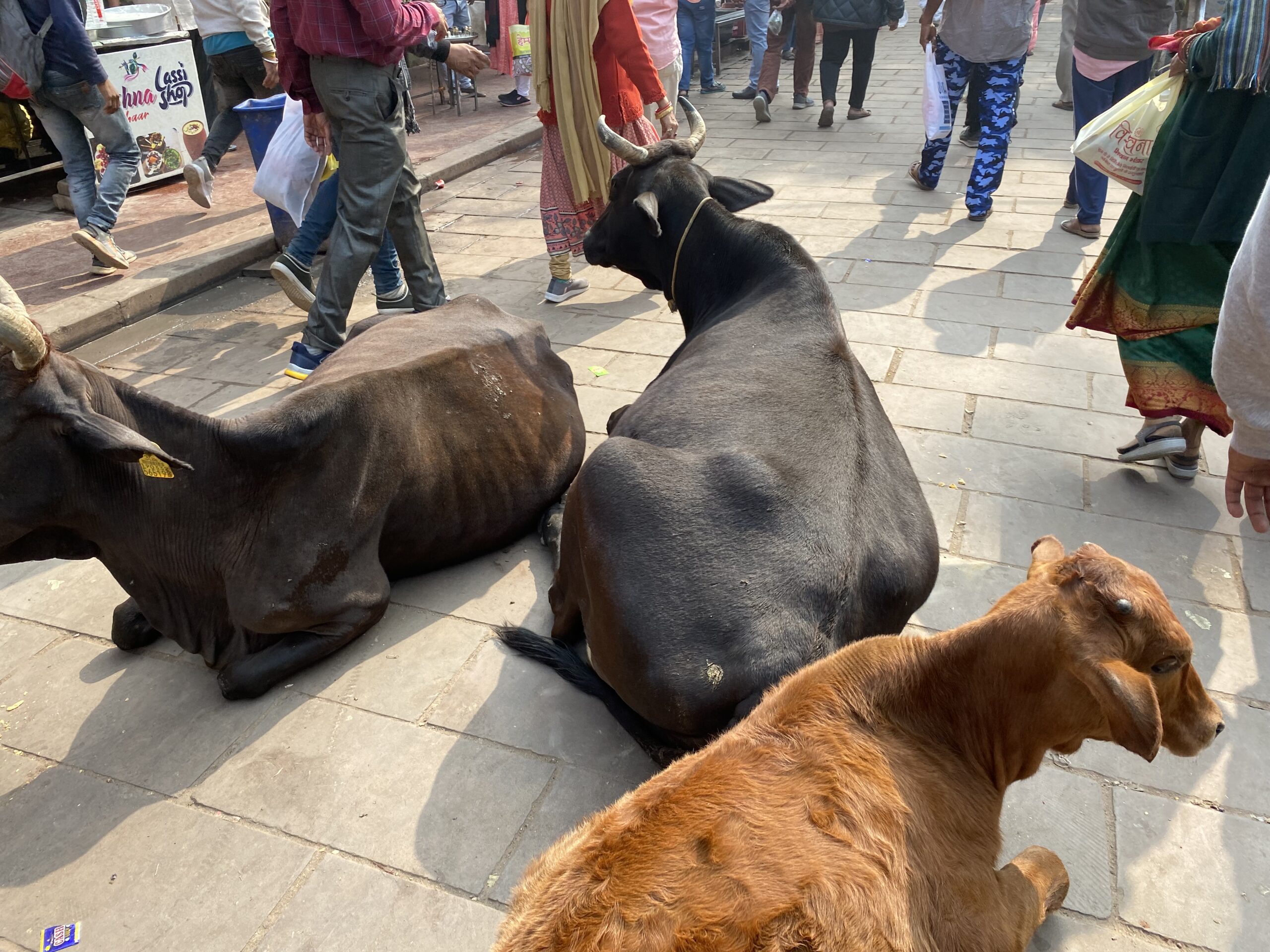 インド一人旅で気づいたインドの魅力